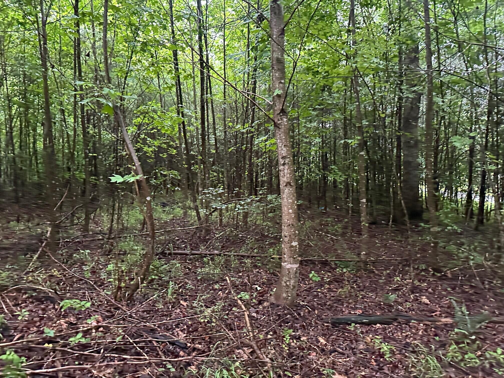 8 Sawmill Road Palmer, TN 37365 - Photo 3 of 16 Gallery Image 3