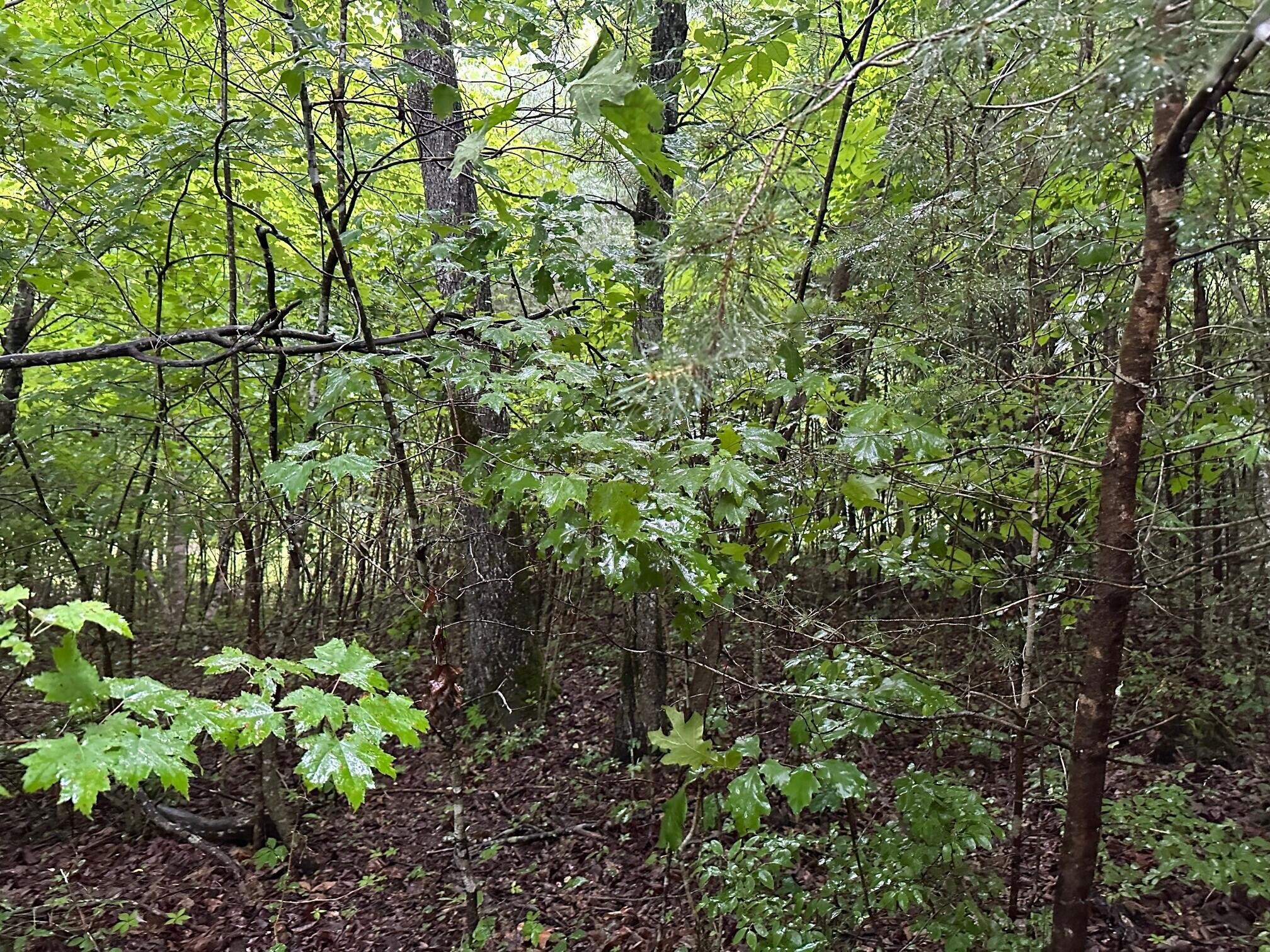8 Sawmill Road Palmer, TN 37365 - Photo 6 of 16 Gallery Image 6