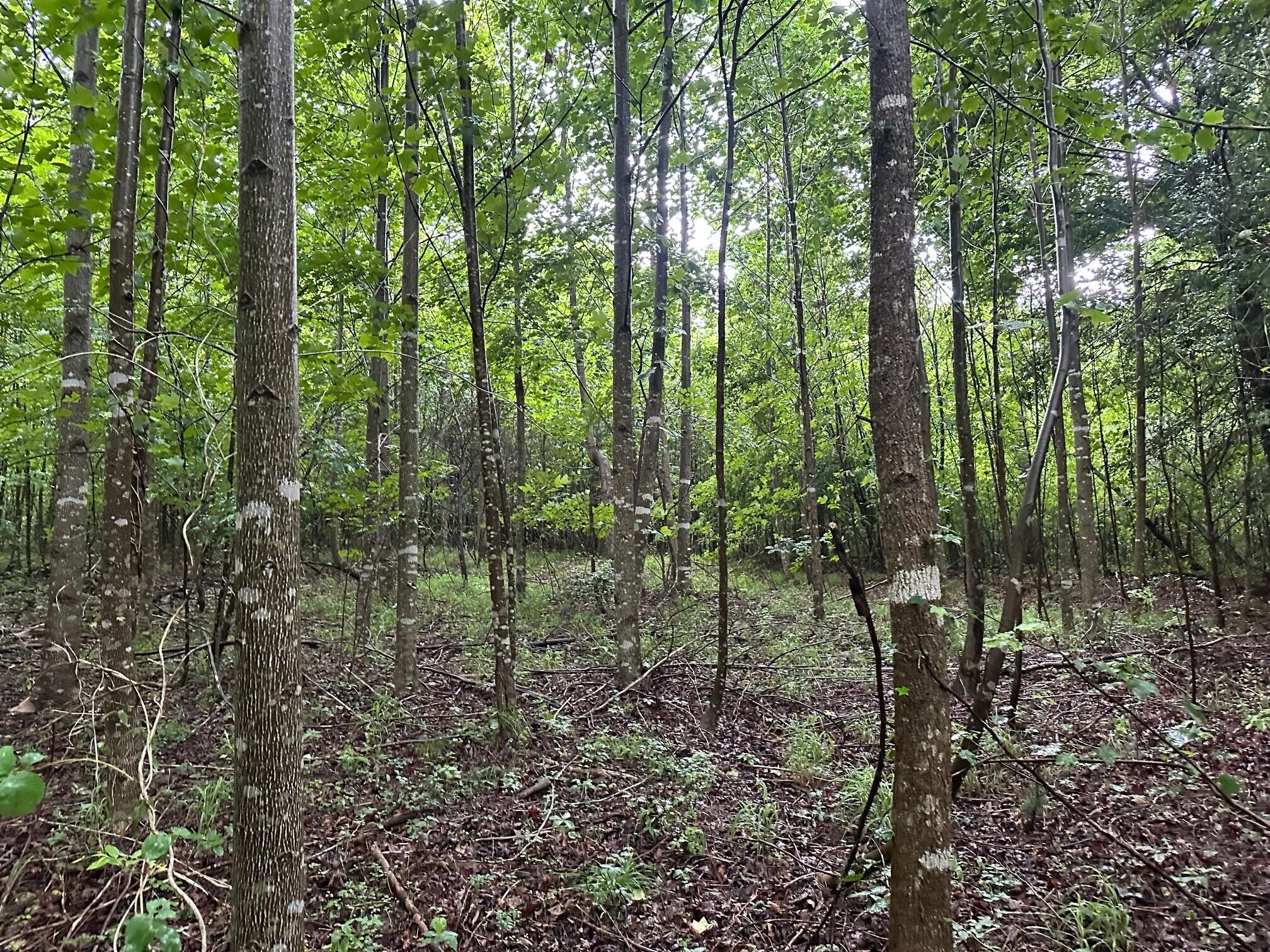 8 Sawmill Road Palmer, TN 37365 - Photo 7 of 16 Gallery Image 7