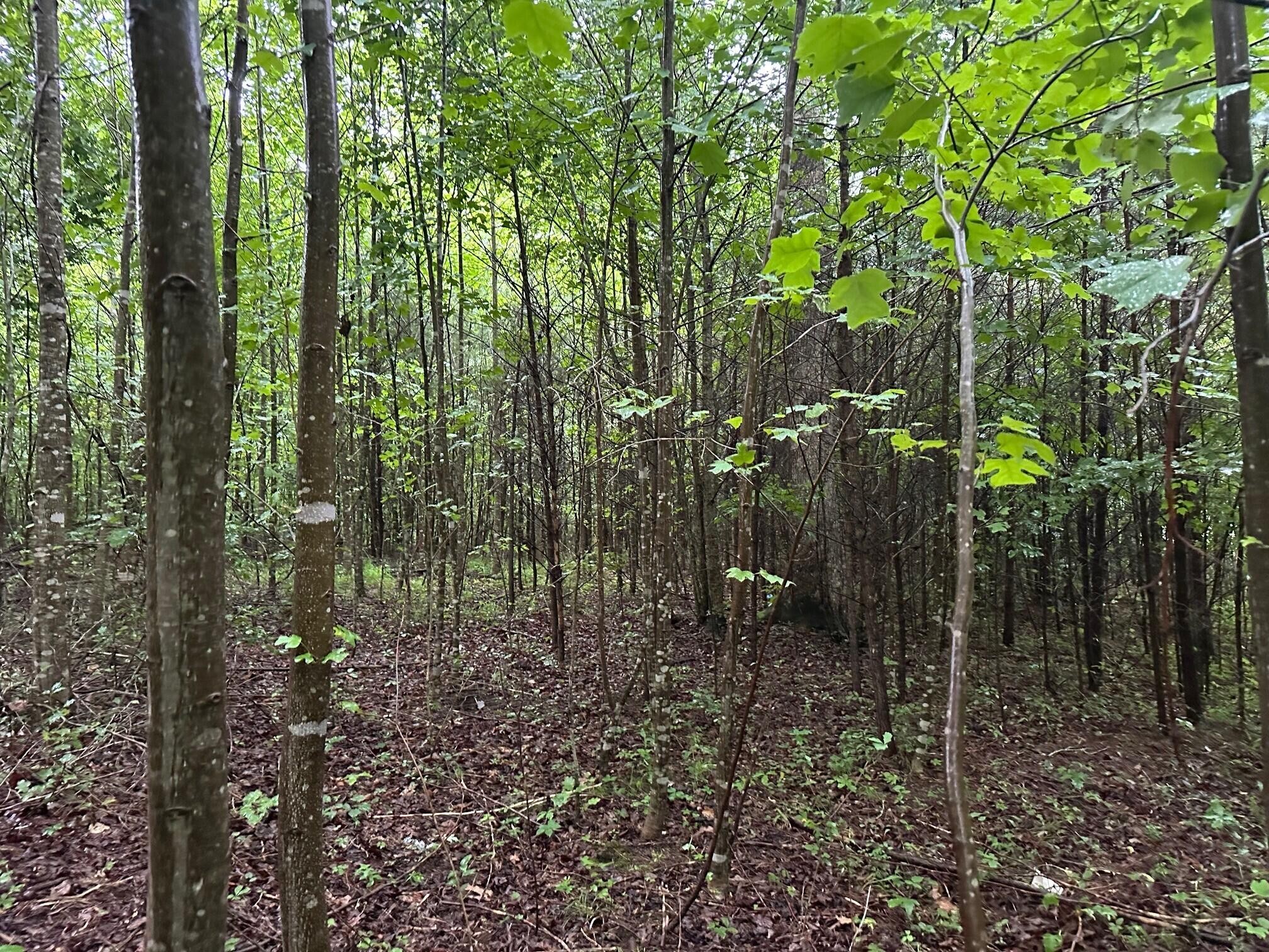 8 Sawmill Road Palmer, TN 37365 - Photo 8 of 16 Gallery Image 8