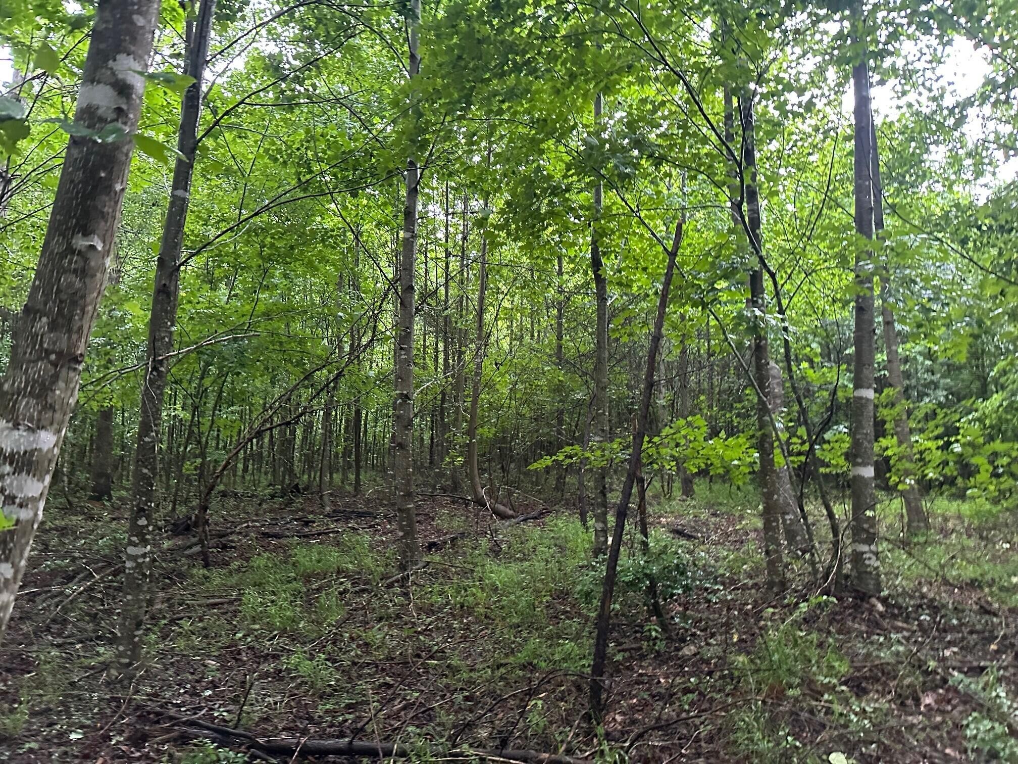 8 Sawmill Road Palmer, TN 37365 - Photo 9 of 16 Gallery Image 9