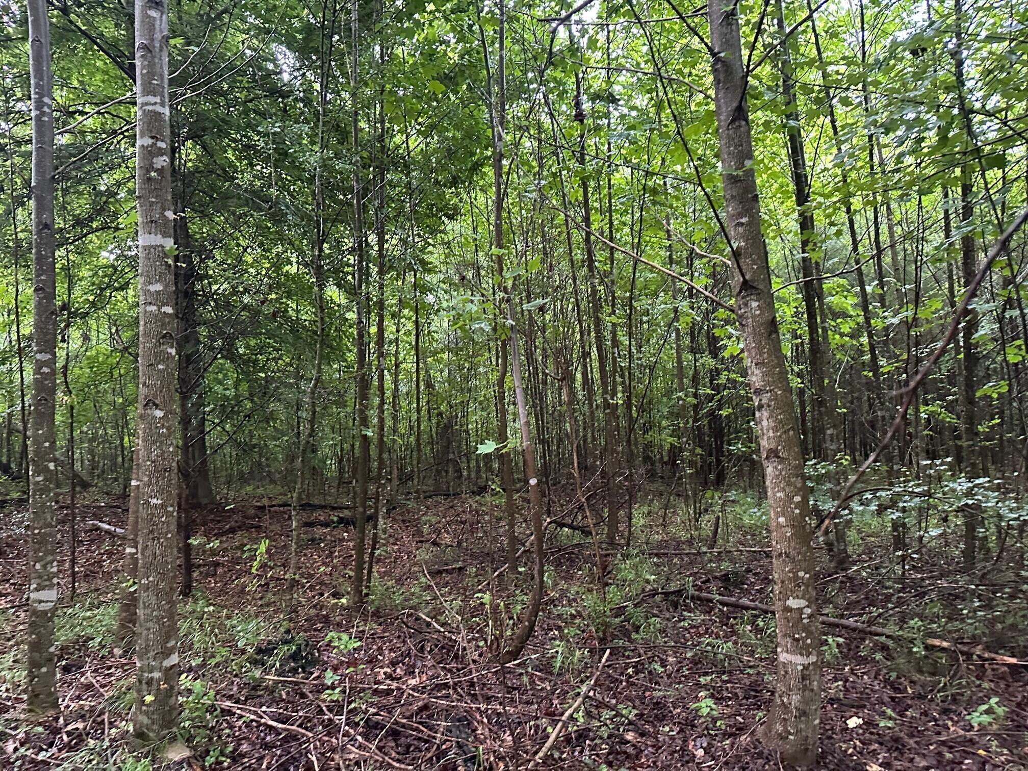 8 Sawmill Road Palmer, TN 37365 - Photo 10 of 16 Gallery Image 10