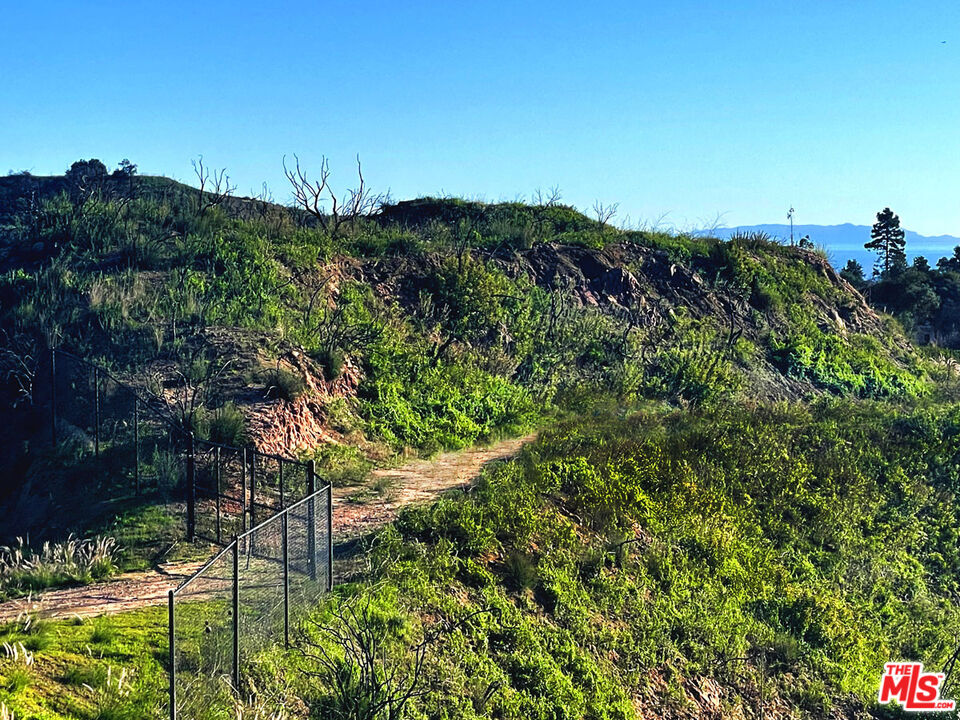 2825 Tuna Canyon Road Topanga, CA 90290 - Photo 4 of 38 a view of a large tree with a yard