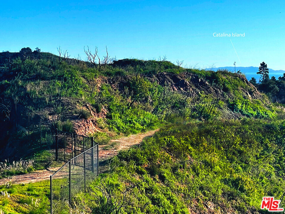 2825 Tuna Canyon Road Topanga, CA 90290 - Photo 5 of 38 a view of a large tree with a street