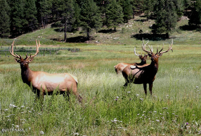 12852 Sun Dodger Ranch Road Parks, AZ 86018 - Photo 44 of 47 elk3