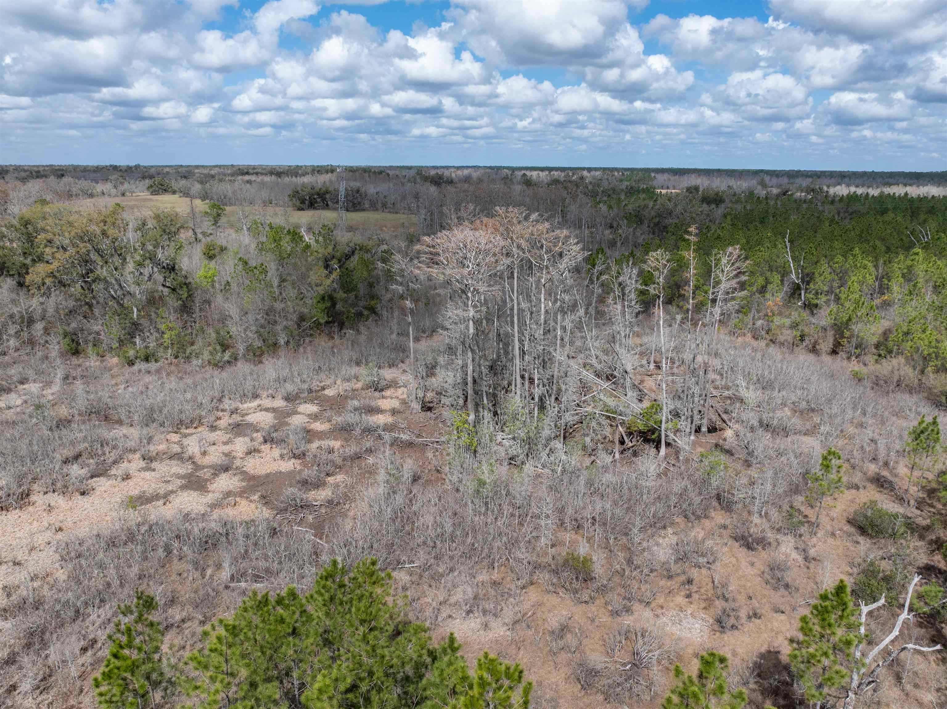 Vacant 40-acres Vacant 40-acres Ellison Frith Road Perry, FL 32347 - Photo 19 of 24
