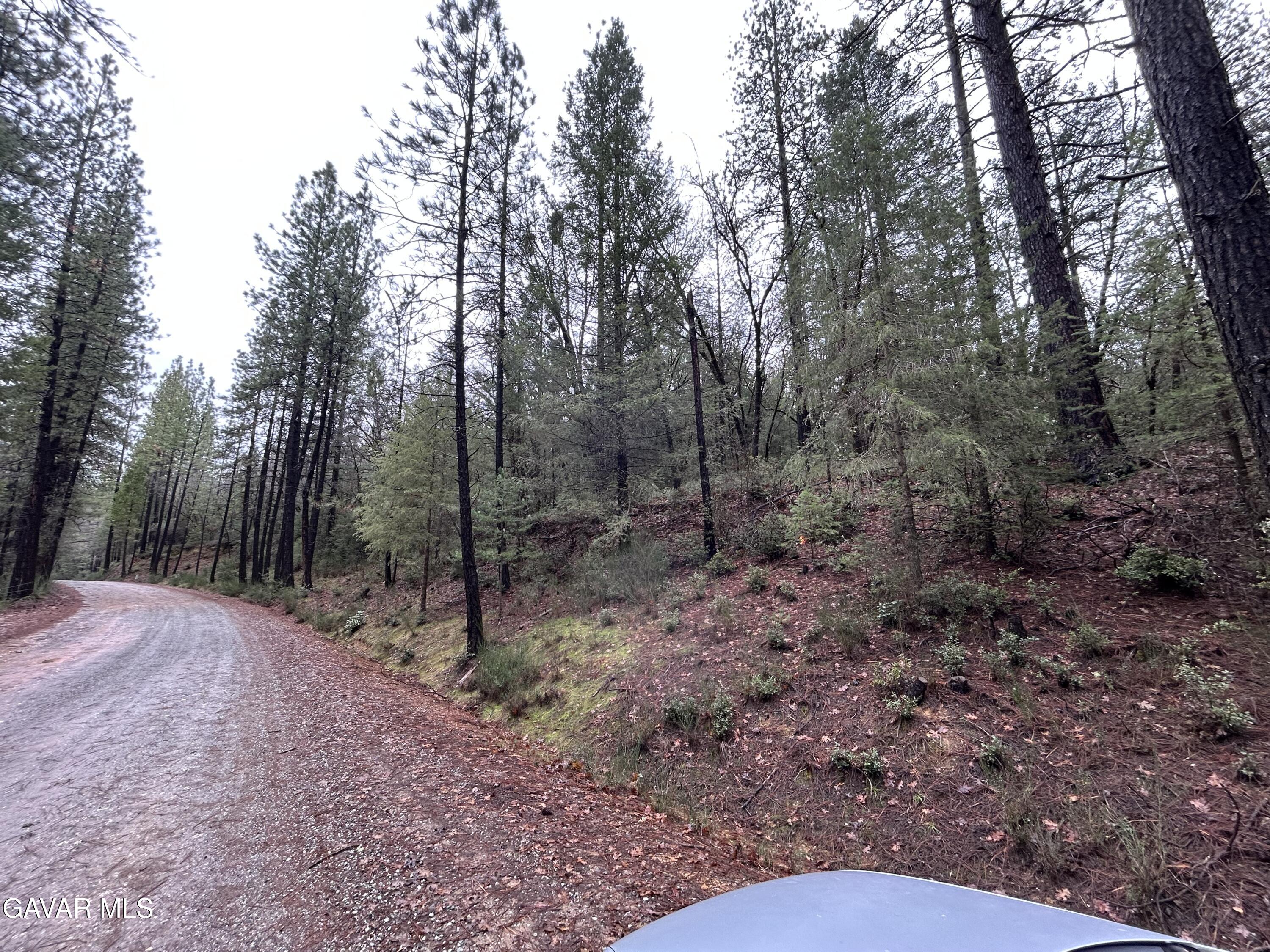 14435 Grizzly Hill Road Nevada City, CA 95959 - Photo 3 of 20 a view of a forest filled with trees