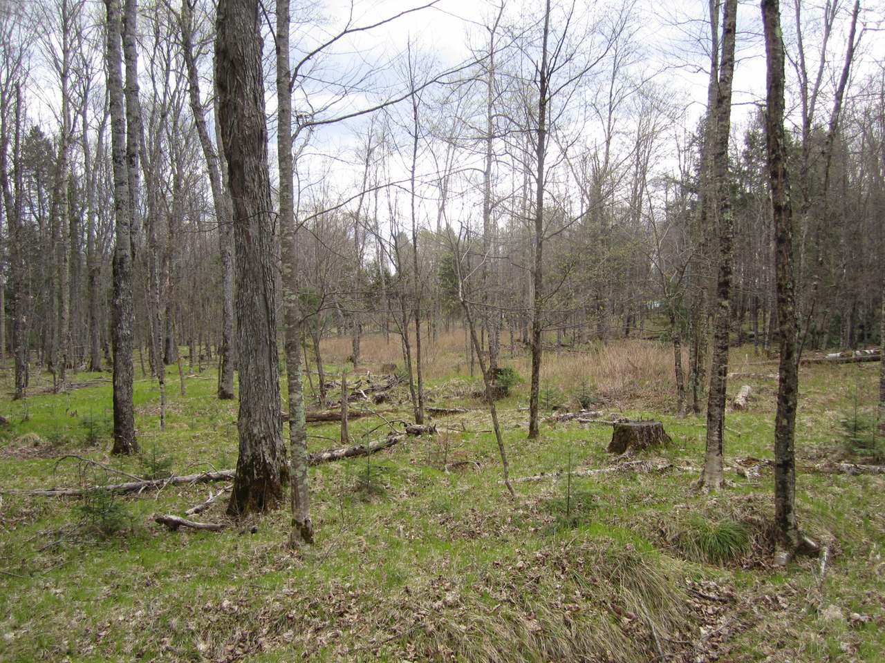 6284 Bambiland Road Mercer, WI 54547 - Photo 30 of 31 Gallery Image 30