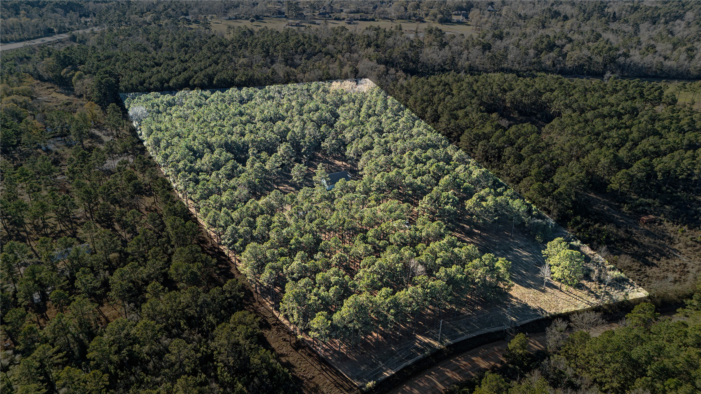 235 Bracewell Cemetery Road Livingston, TX 77351 - Photo 25 of 37 a view of a forest with a tree