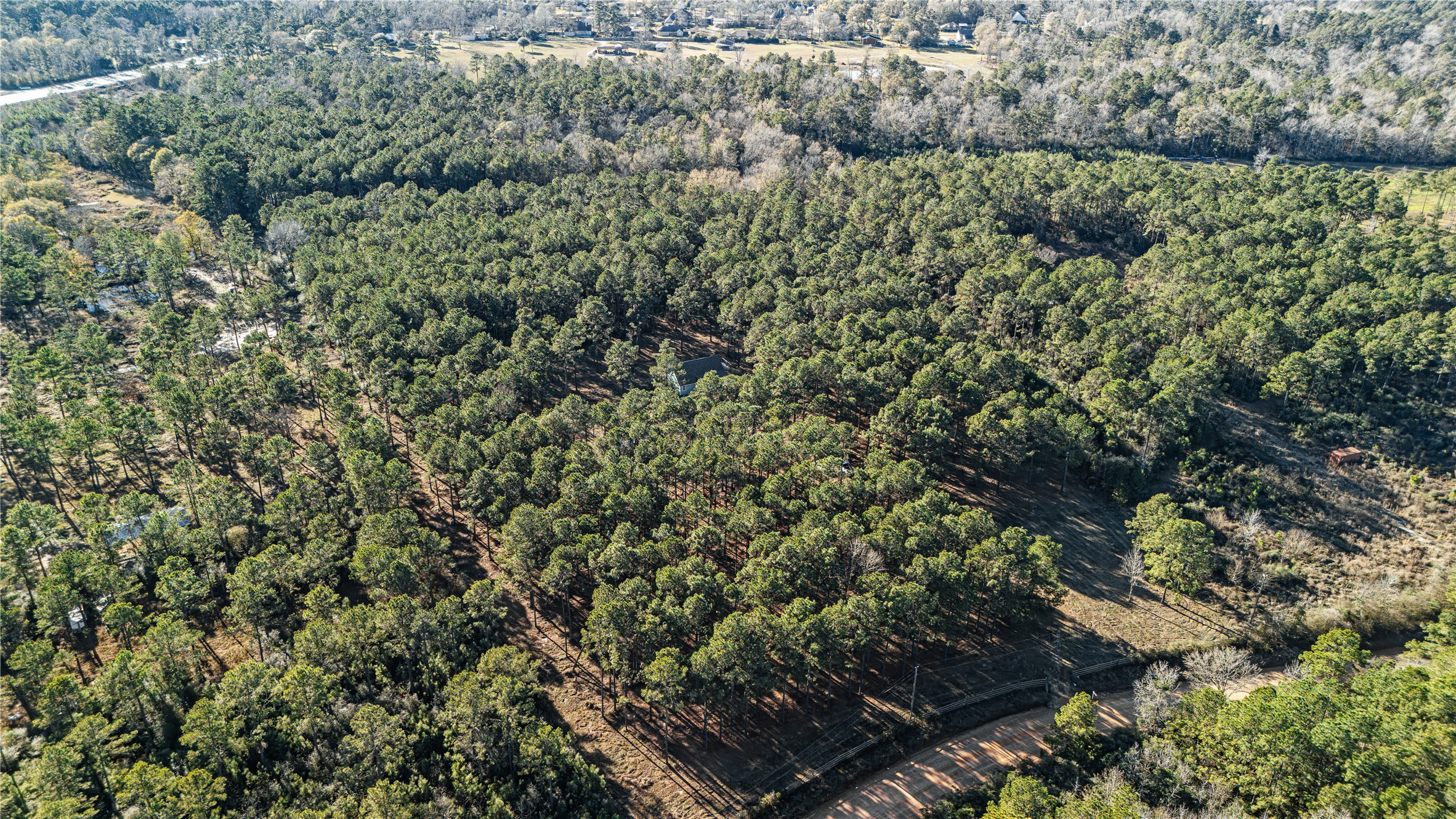 235 Bracewell Cemetery Road Livingston, TX 77351 - Photo 28 of 37 a view of a forest with a tree