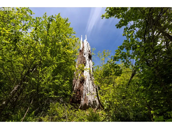 a view of a yard with trees in the background