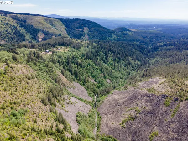 a view of a forest with a tree