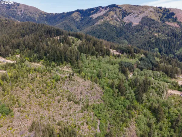 a view of a forest with a street