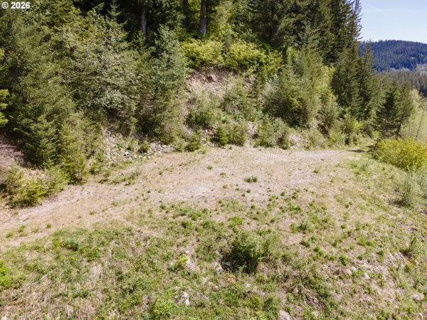 a view of a yard with plants and tree