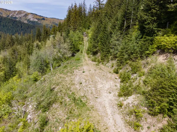 a view of a forest with mountains in the background