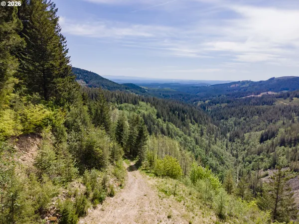 a view of a forest with a street