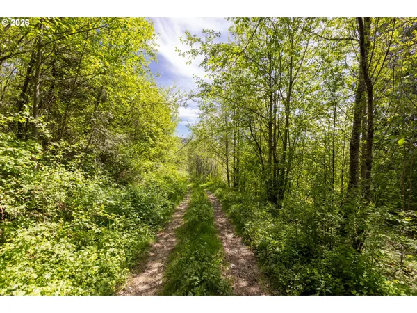 a view of a lush green forest with lots of trees