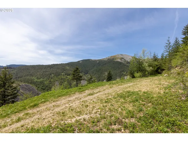 a view of a dry yard with trees