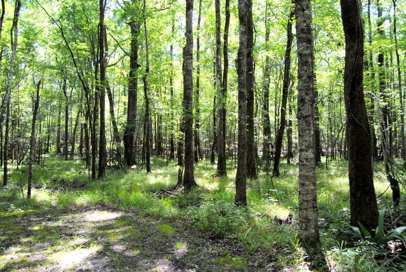 933 Shane Lane Moncks Corner, SC 29461 - Photo 4 of 18 DSC_0254