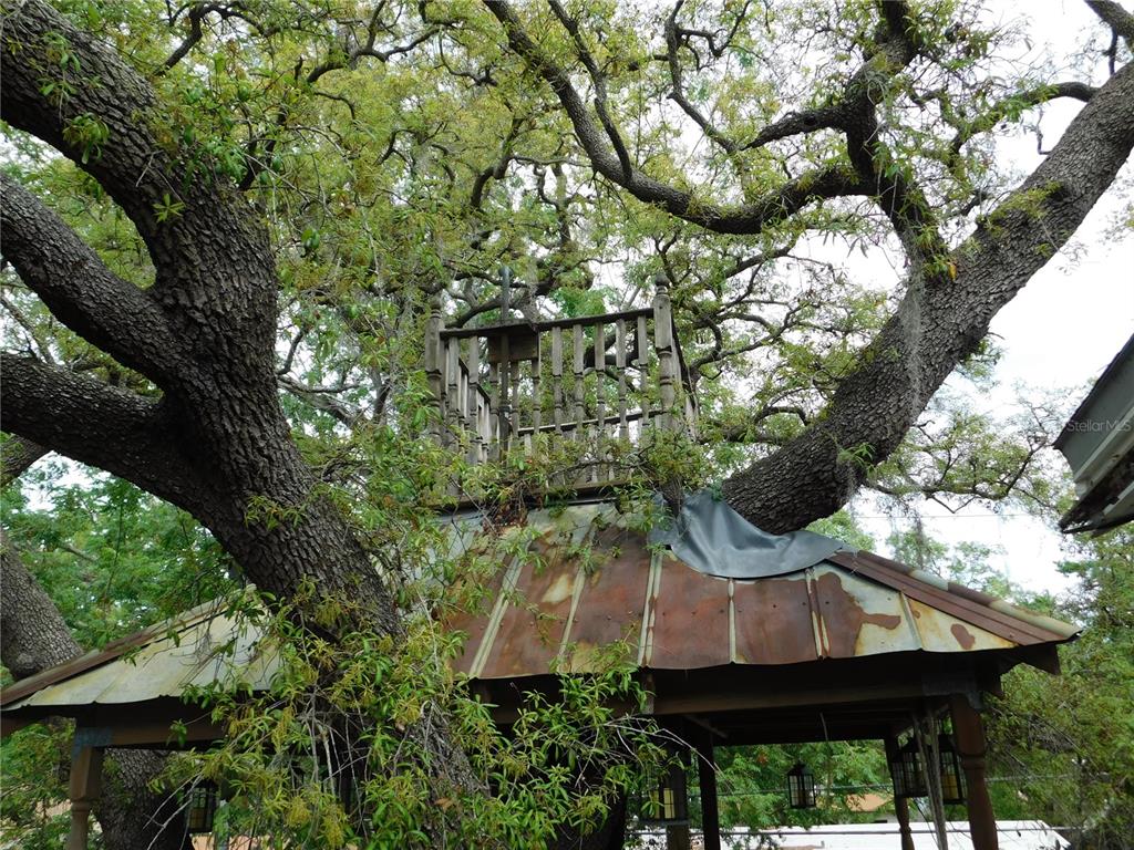 155 Marshall Street Safety Harbor, FL 34695 - Photo 39 of 62 a view of a house with a tree