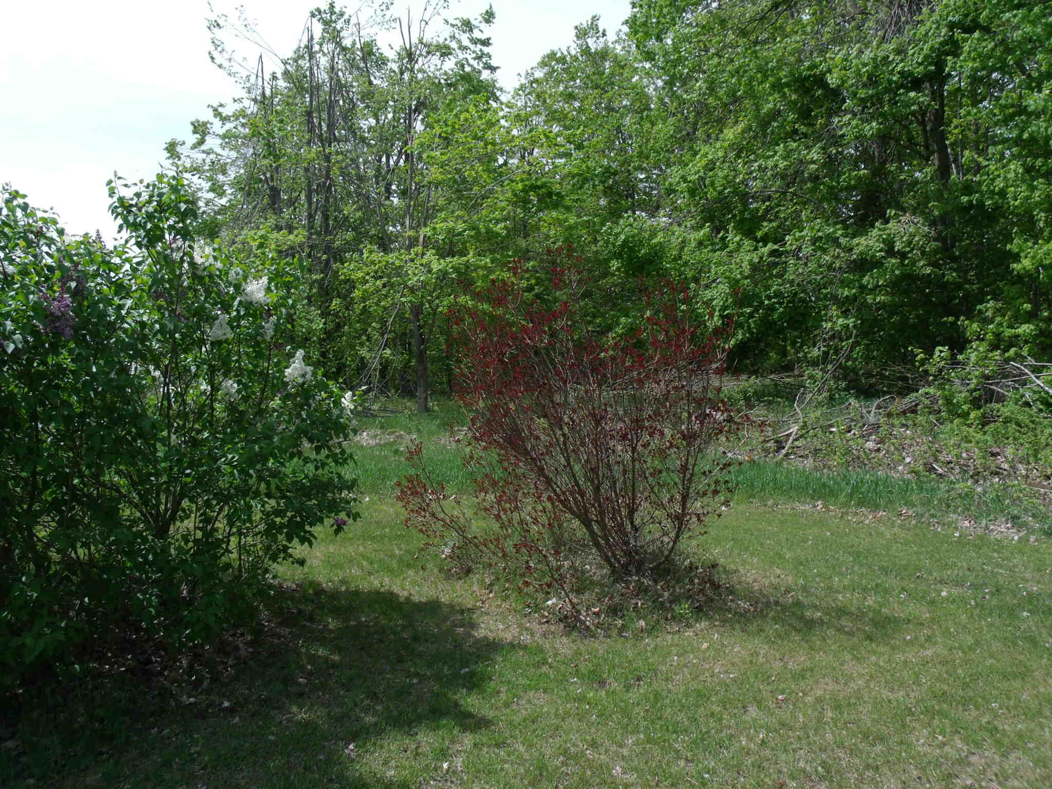 4355 West Burrows Road Wolverine, MI 49799 - Photo 26 of 49 GEDC2700
