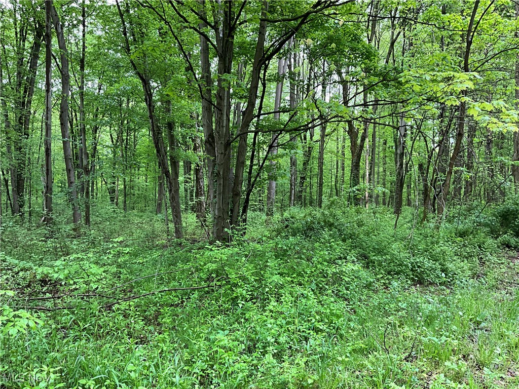 Montgomery Road Orwell, OH 44076 - Photo 17 of 19 View of woods