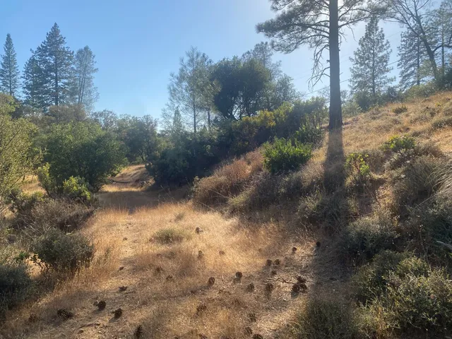 a view of a yard with a tree