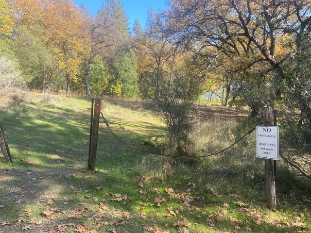 a view of a tree in a yard