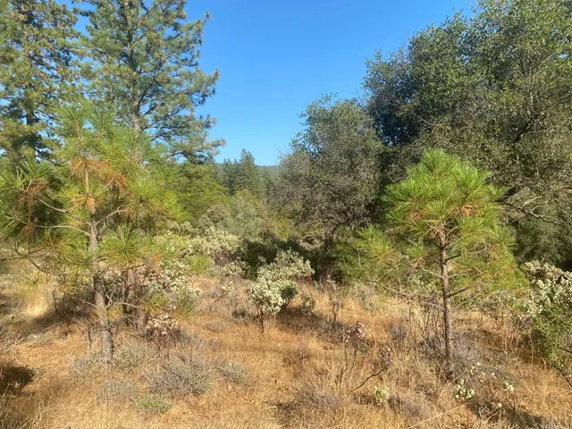 a view of a yard with a tree