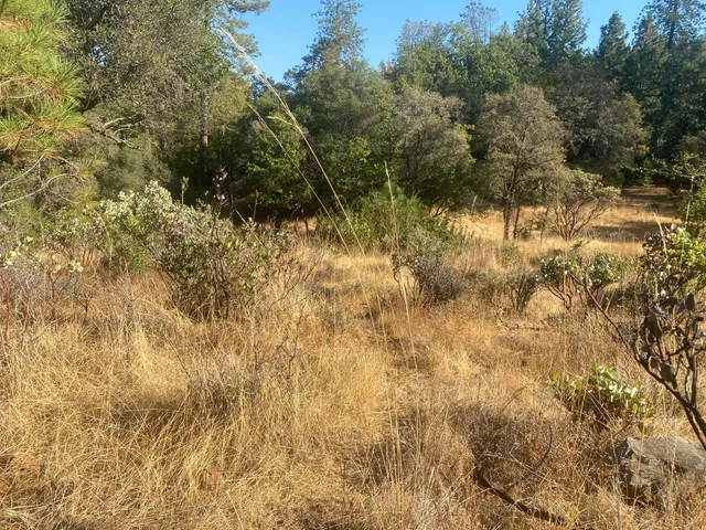 a view of a yard with a tree