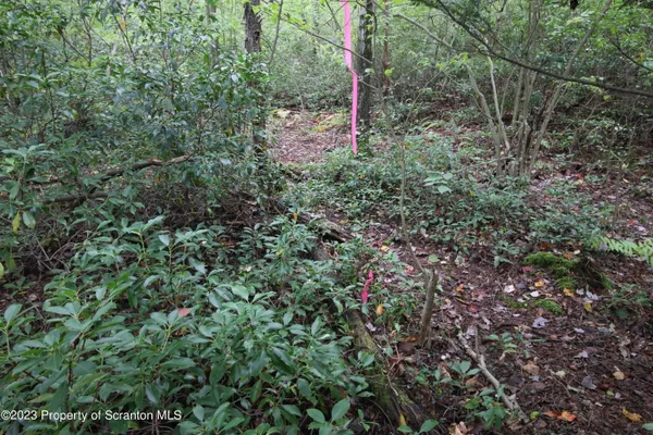 a view of a forest with a tree