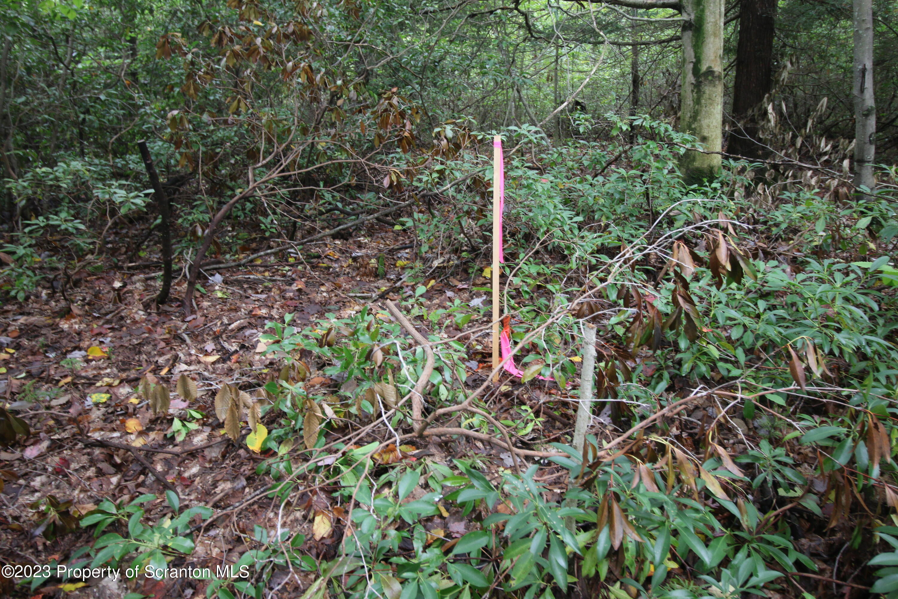Elm Street Moscow, PA 18444 - Photo 4 of 9 a view of a house with a tree
