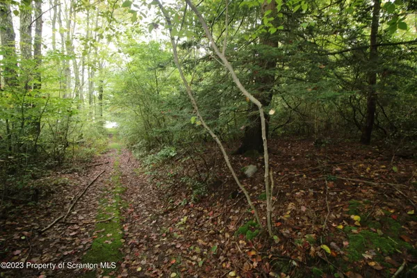 a view of forest