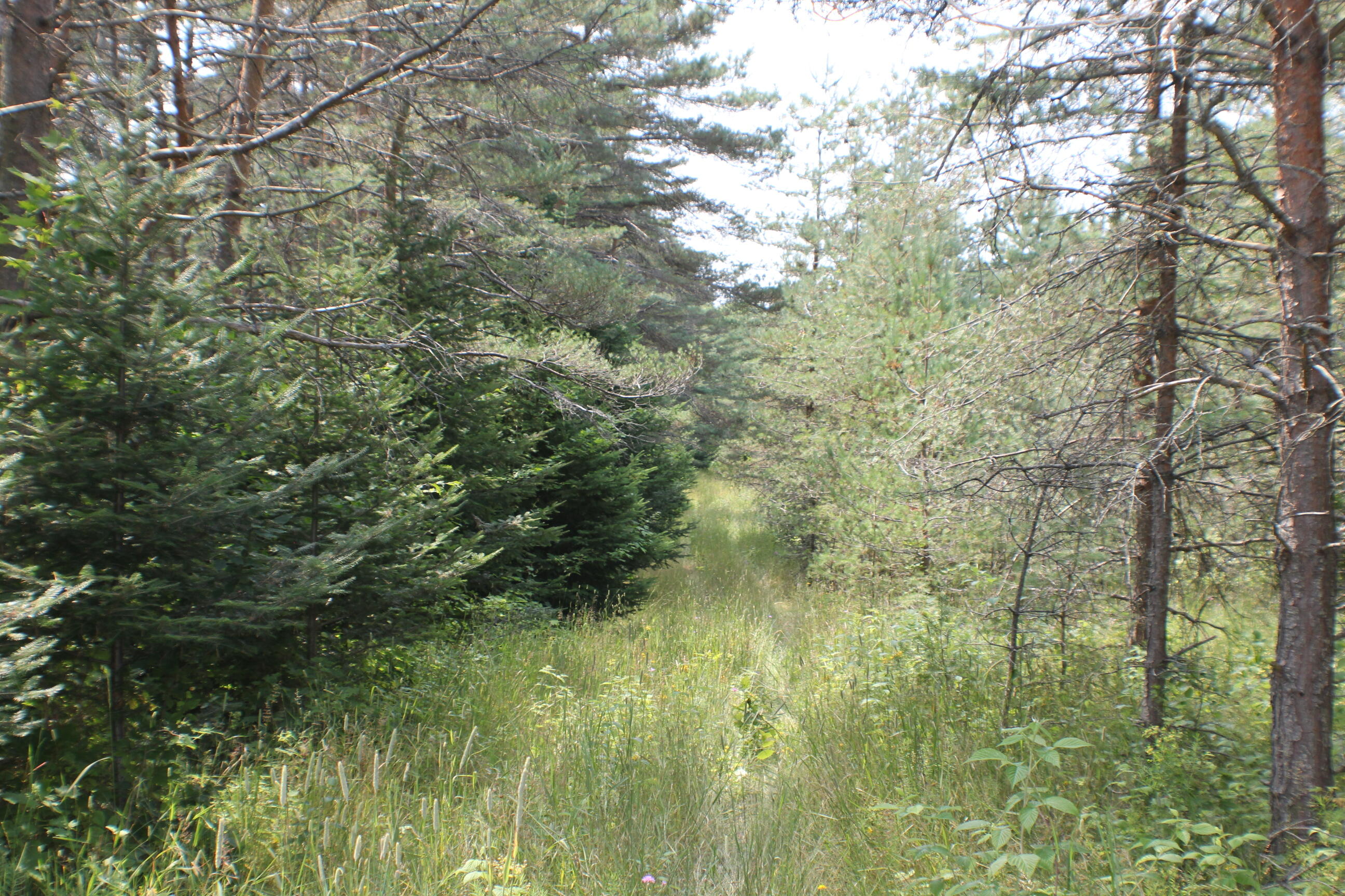 5744 North Webb Road Hessel, MI 49745 - Photo 12 of 14 Gallery Image 12