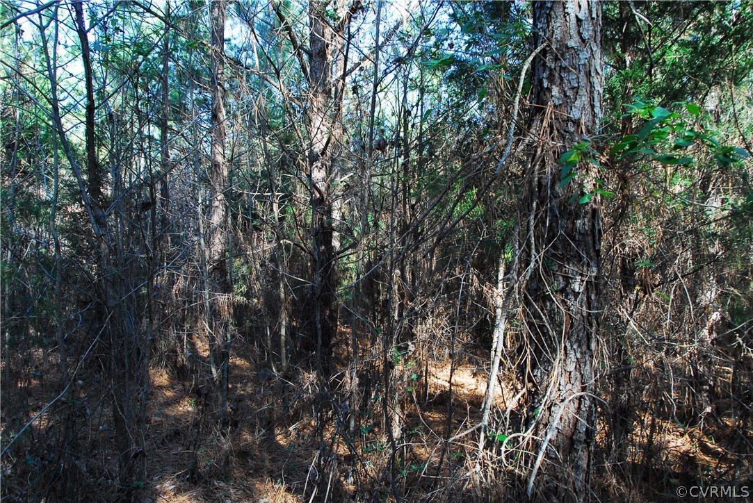 19250 Beaver Dam Road Beaverdam, VA 23015 - Photo 11 of 16 a view of tree