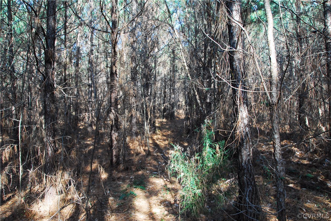 19250 Beaver Dam Road Beaverdam, VA 23015 - Photo 16 of 16 a view of a tree