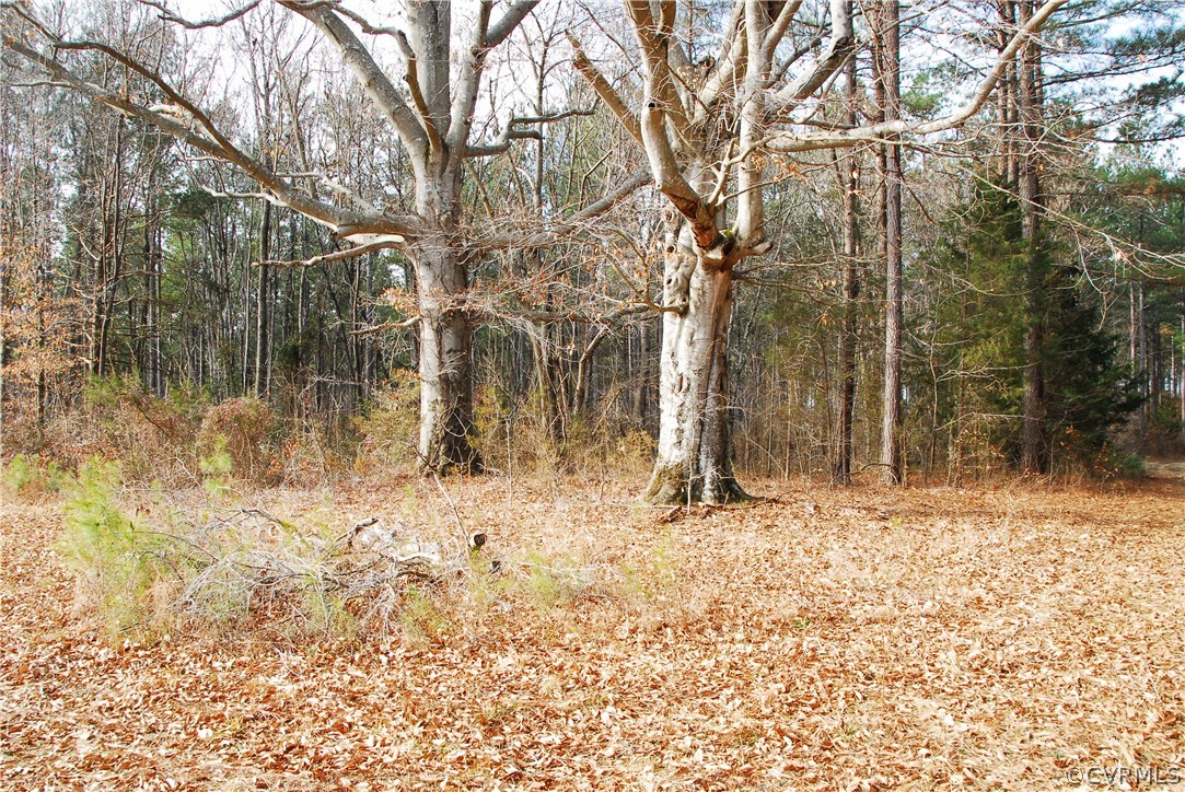 19250 Beaver Dam Road Beaverdam, VA 23015 - Photo 2 of 16 a backyard of a house with large trees