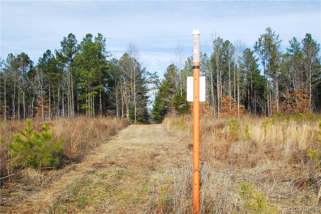 19250 Beaver Dam Road Beaverdam, VA 23015 - Photo 5 of 16 a view of a yard with trees