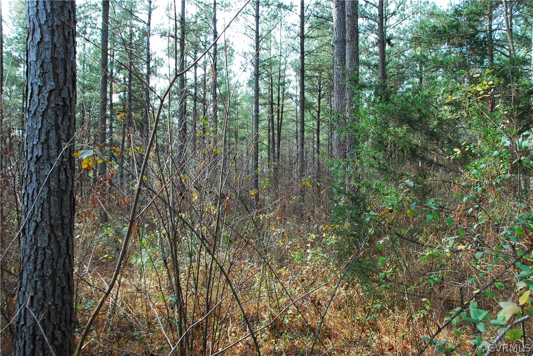 19250 Beaver Dam Road Beaverdam, VA 23015 - Photo 7 of 16 a view of forest