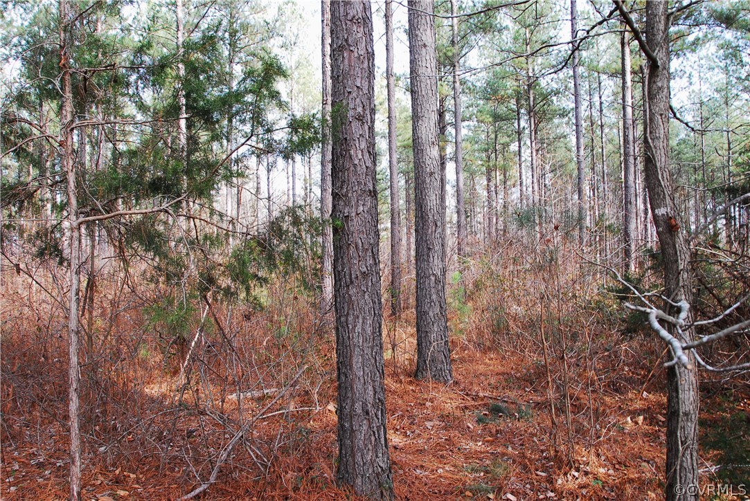 19250 Beaver Dam Road Beaverdam, VA 23015 - Photo 8 of 16 a yard with tall trees