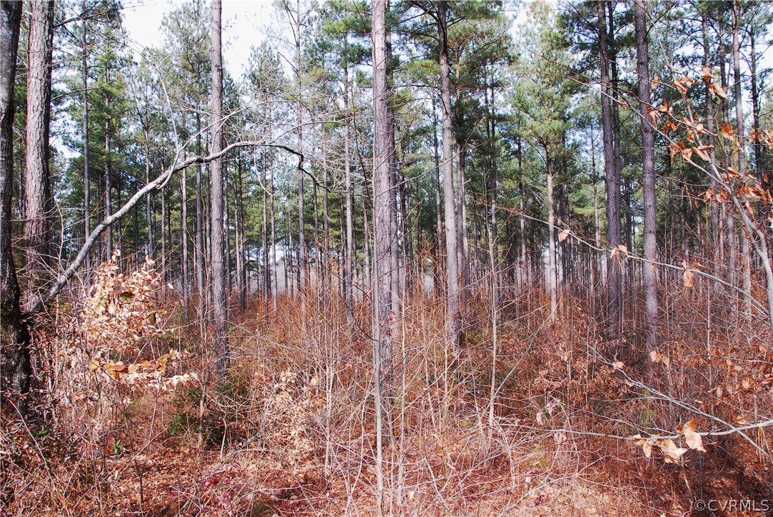 19250 Beaver Dam Road Beaverdam, VA 23015 - Photo 9 of 16 a view of forest
