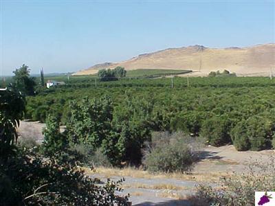 3380 S Cove Reedley, CA 93654 - Photo 10 of 14 Gallery Image 10