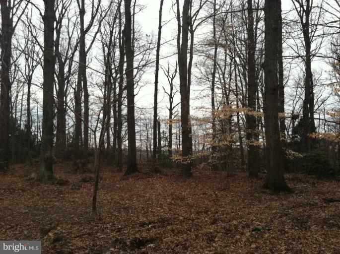 6807 Bock Road Fort Washington, MD 20744 - Photo 8 of 10 Wooded View / Acreage