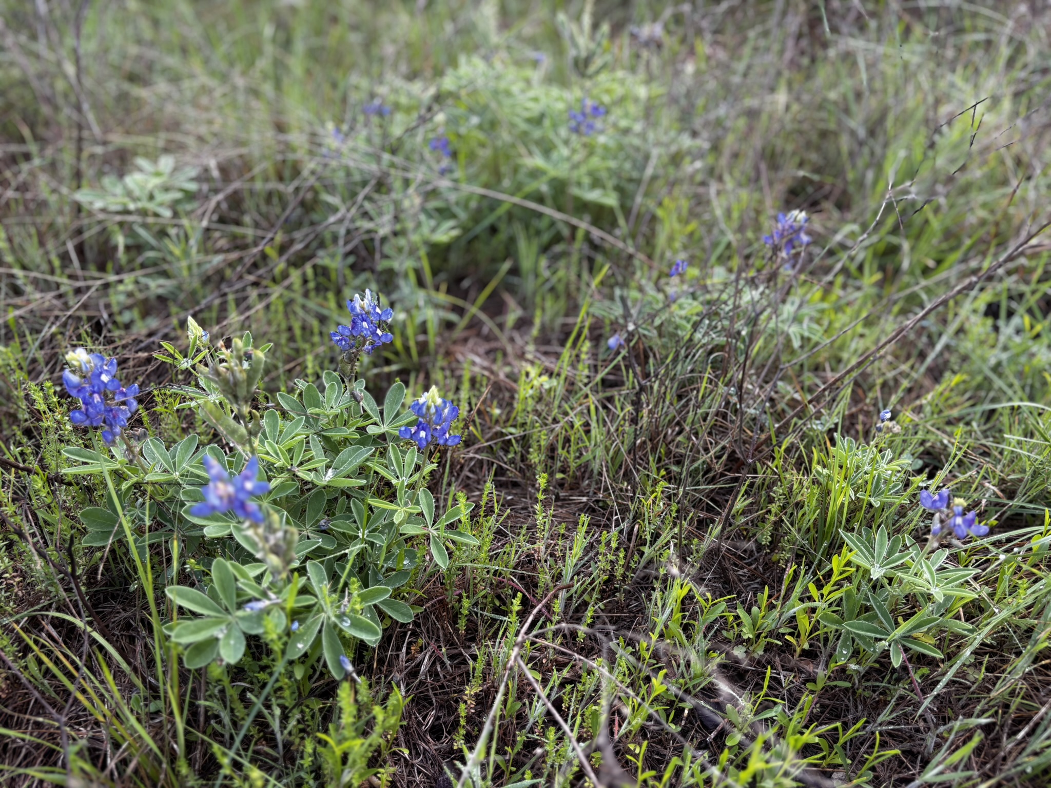 683 County Road 467 Elgin, TX 78621 - Photo 10 of 26 Natural landscape featuring clusters of blue wildflowers amidst varied green foliage and dry grasses