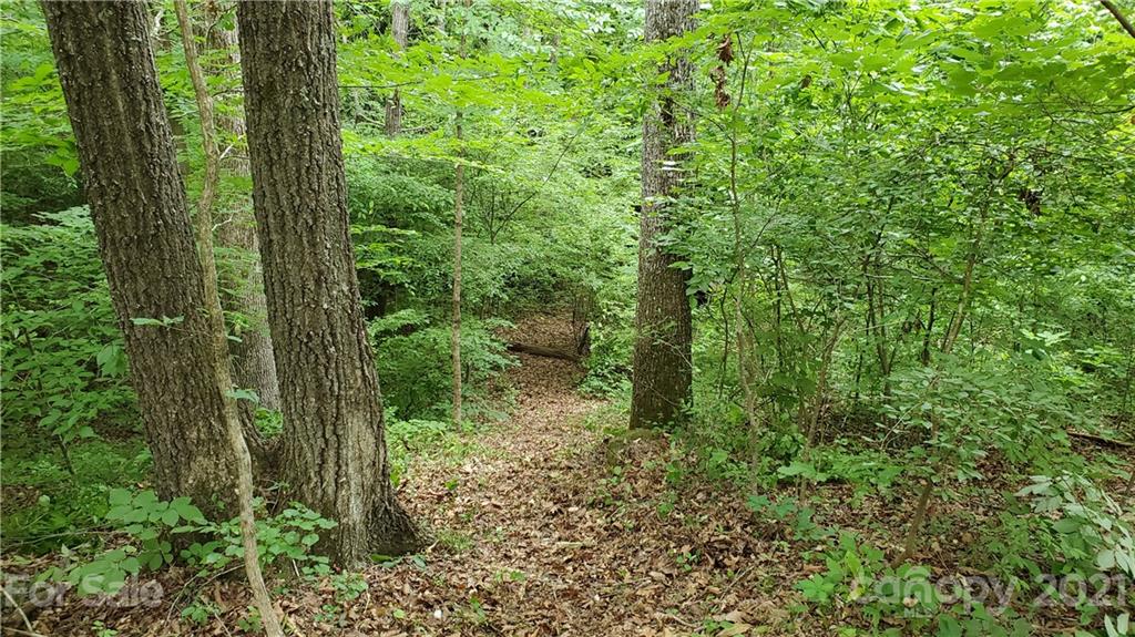 398 Foster Lake Road Blacksburg, SC 29702 - Photo 3 of 10 a view of a forest with trees