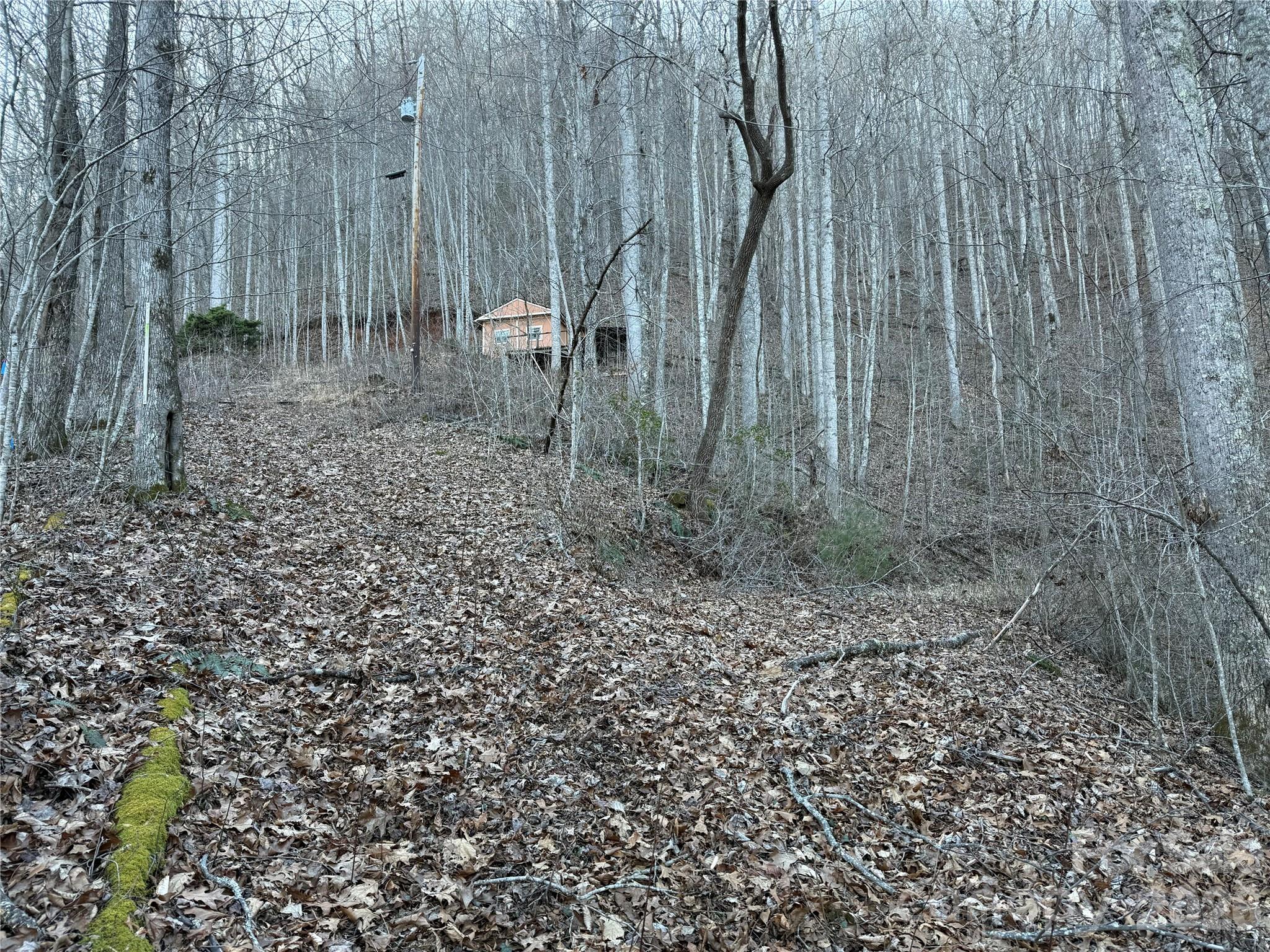 65 Savannah View Lane Sylva, NC 28779 - Photo 8 of 10 a view of a backyard with large trees