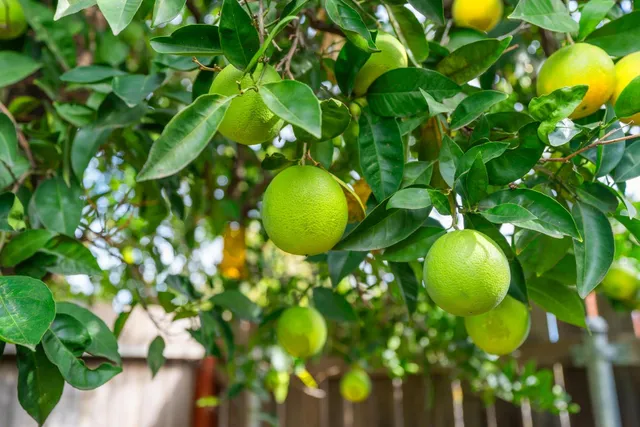 a view of backyard with swimming pool