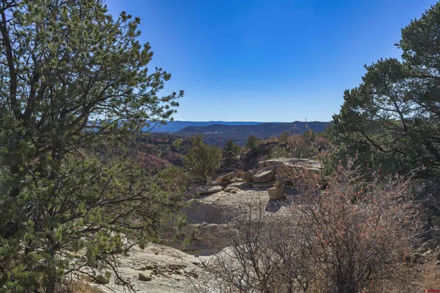 a view of a forest with trees in the background