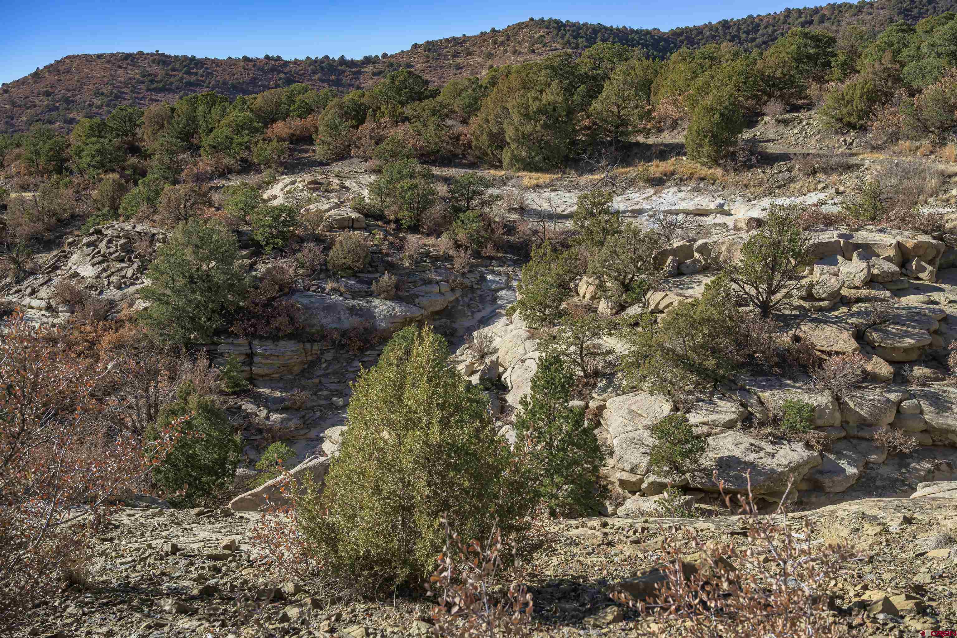 14633 Rancho Verde Road Trinidad, CO 81082 - Photo 23 of 38 a view of a forest with a forest