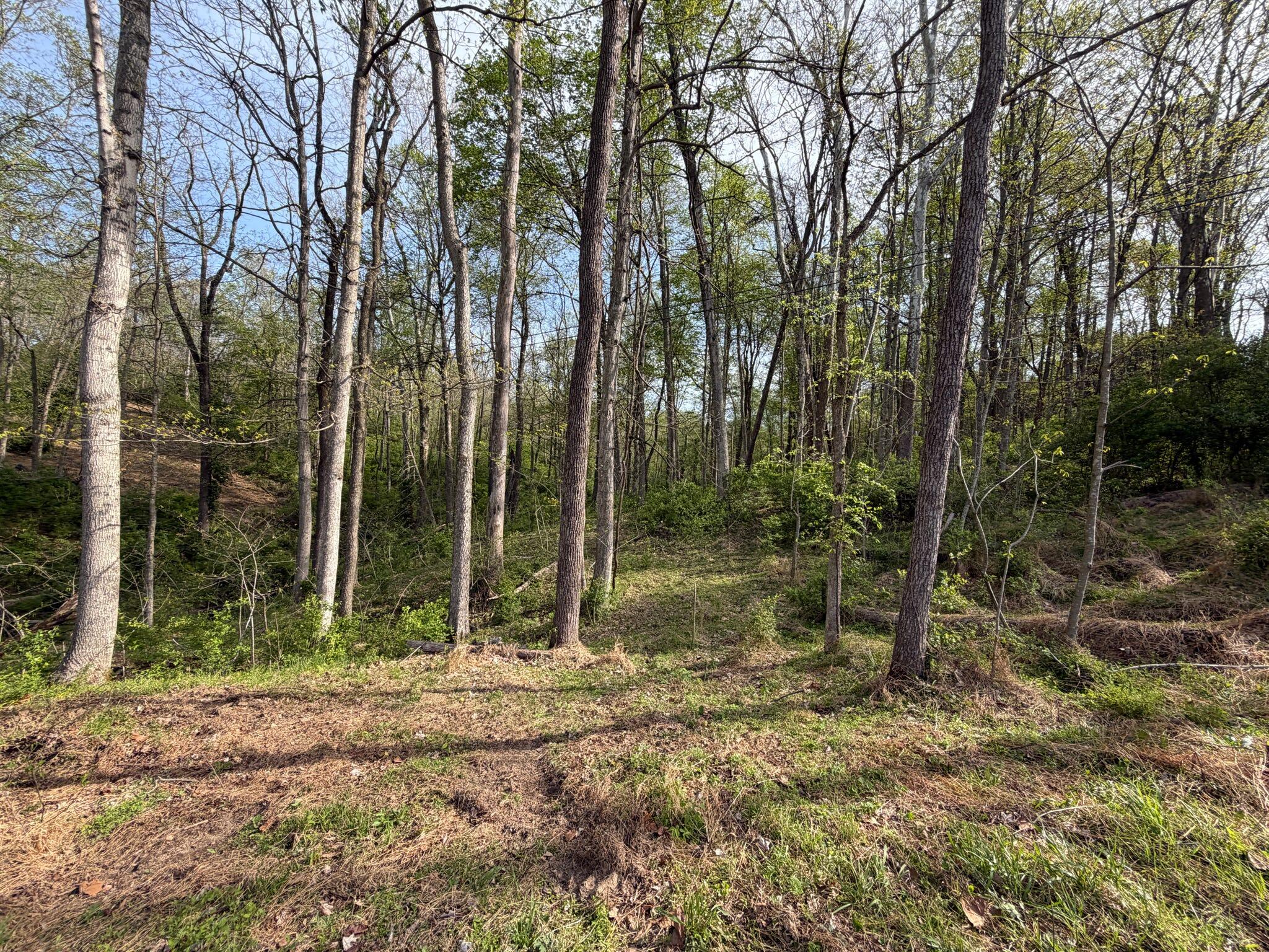 24 East Union Road Carlisle, KY 40311 - Photo 45 of 52 Trees